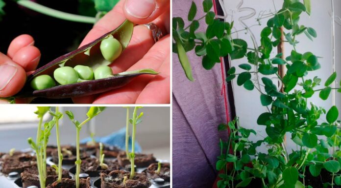 Як висадити горох на підвіконні