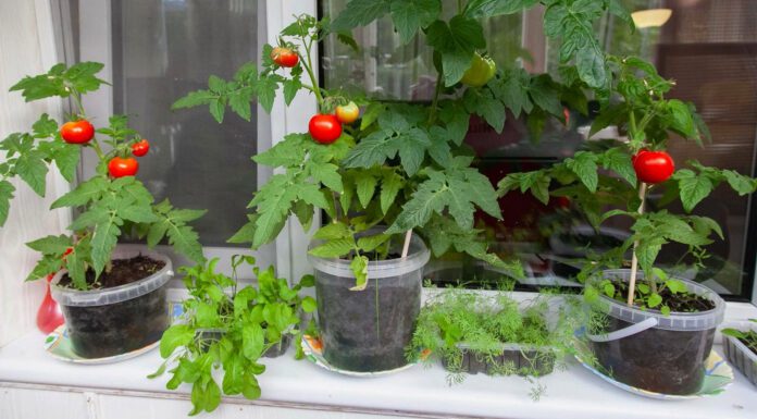 Балкон став мінітеплицею: як узимку на лоджії вирощую помідори та 4 види зелені, хоча надворі тріщить мороз Господині показали, як вирощувати помідори та зелень у квартирі посеред зими
