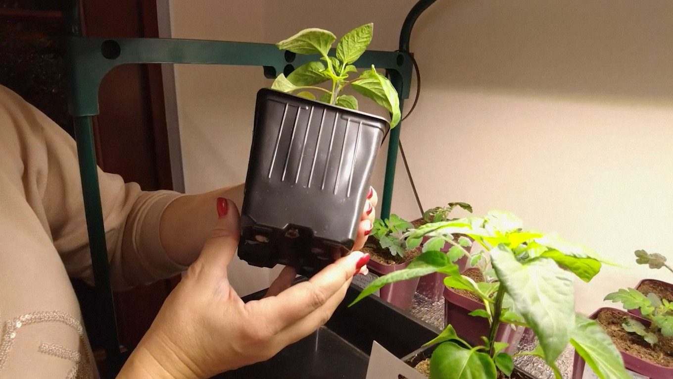 Спочатку можна вирощувати розсаду у кімнаті, а потім пересаджувати її на балкон, як на город