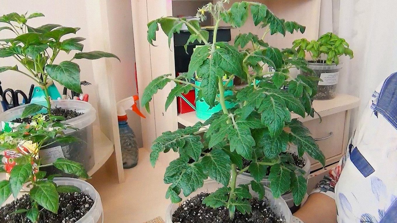 Сорти мають бути компактними, бо звичайним буде тісто у невеликих горщиках