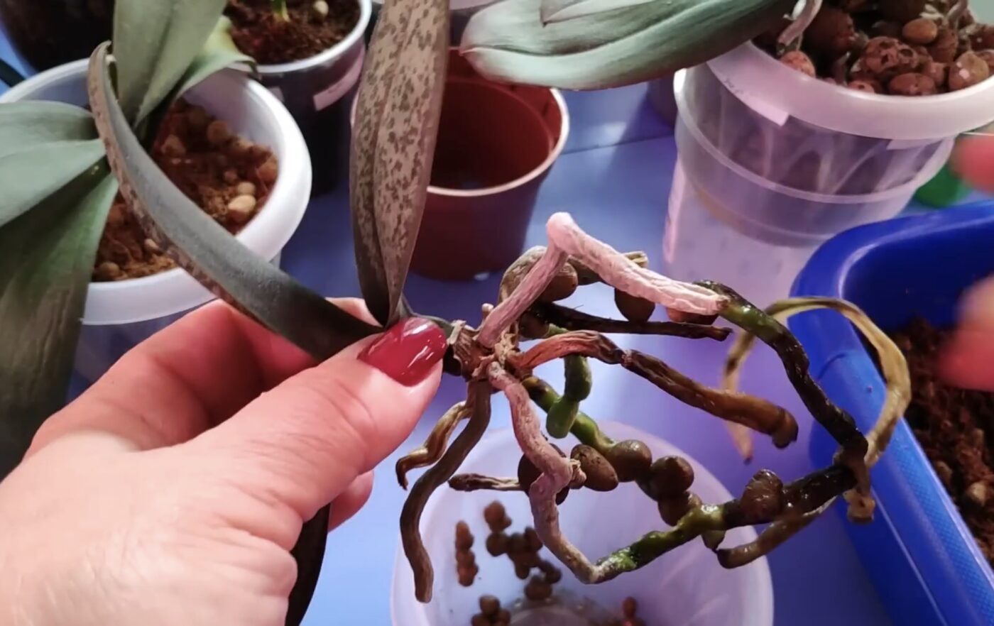 Як відновити сухе коріння орхідеї