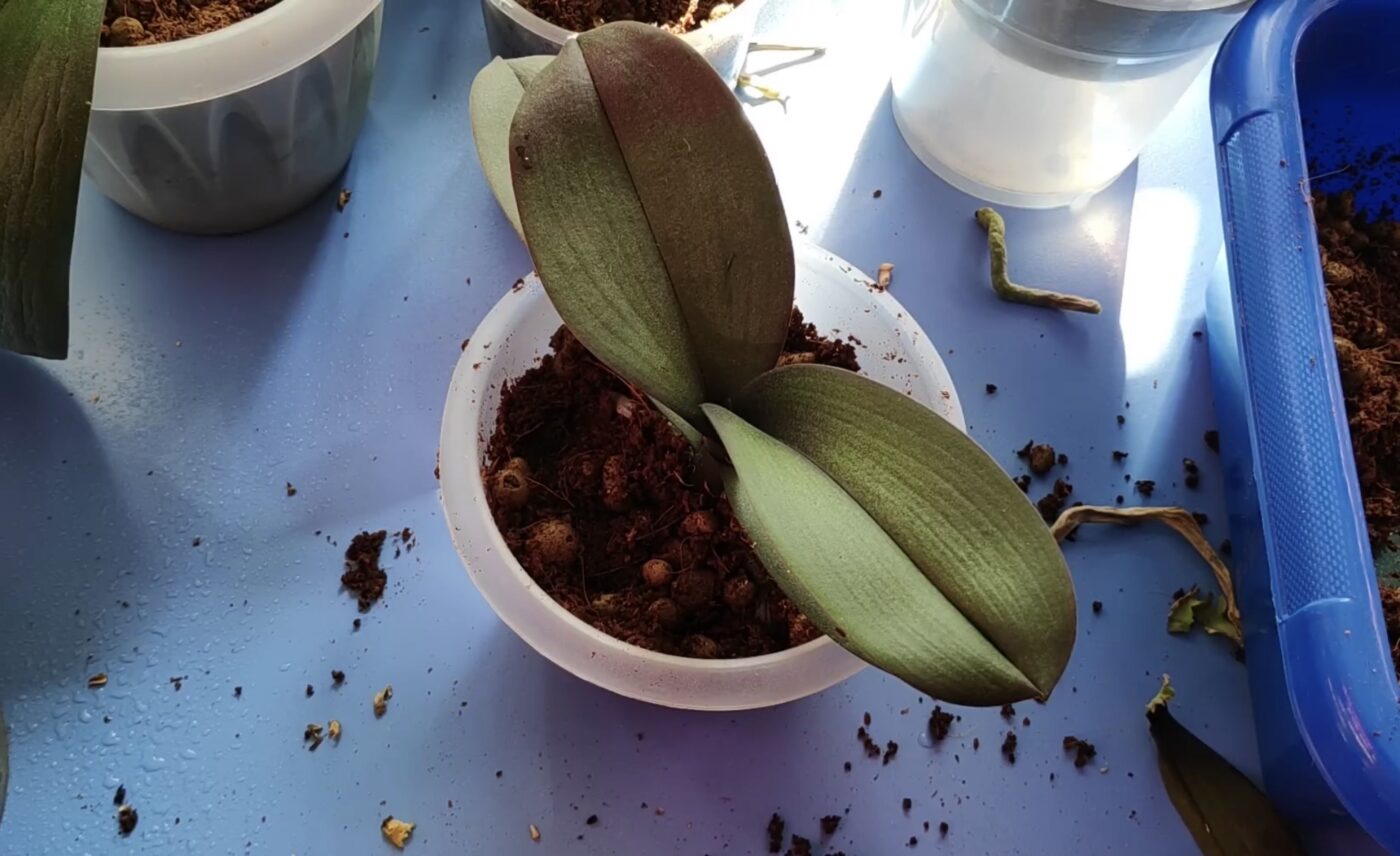 Як відновити сухе коріння орхідеї