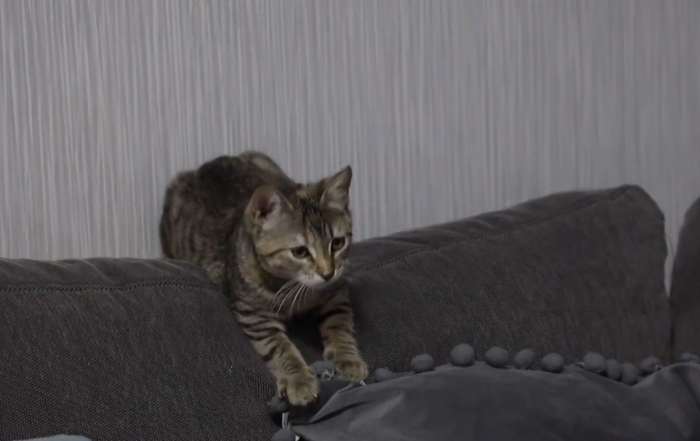 Ветеринари підказали, чим обробити диван, аби кіт не шкрябав меблі