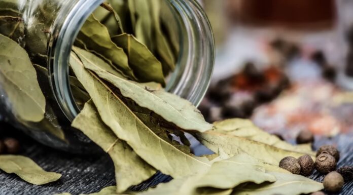 Завжди роблю це ввечері з лавровим листом: ще наші предки так робили, щоб “очиститись” Енергопрактик розповів, як очистити простір за допомогою лаврового листа