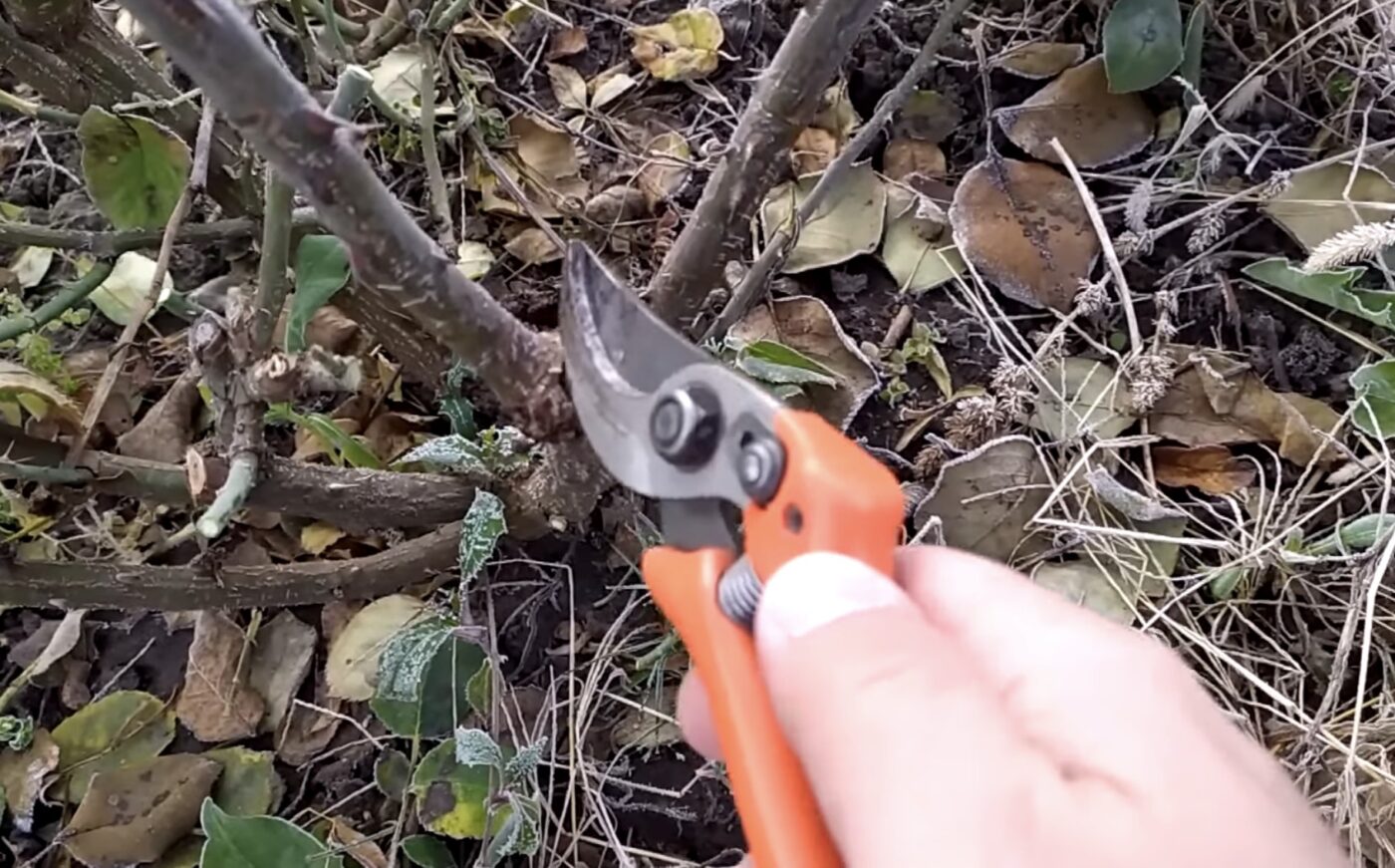 Як правильно обрізати троянду для пишного цвітіння