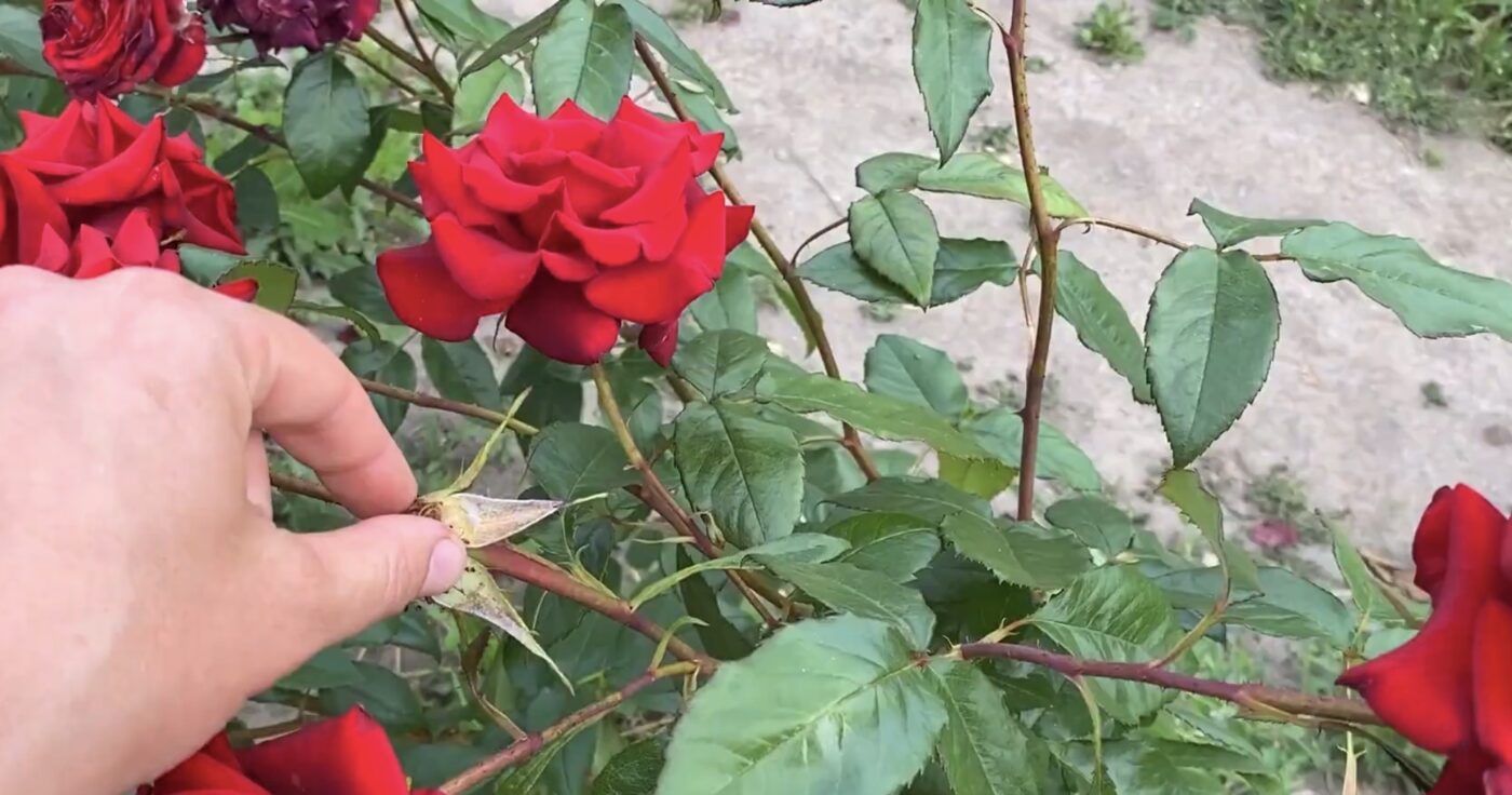 Як правильно обрізати троянду для пишного цвітіння