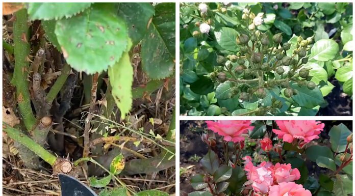 Не проґавте момент у грудні: якщо обрізати цю квітку саме зараз, вона зацвіте пишними бутонами раніше Квітникарі розповіли, як правильно обрізати троянду для пишного цвітіння