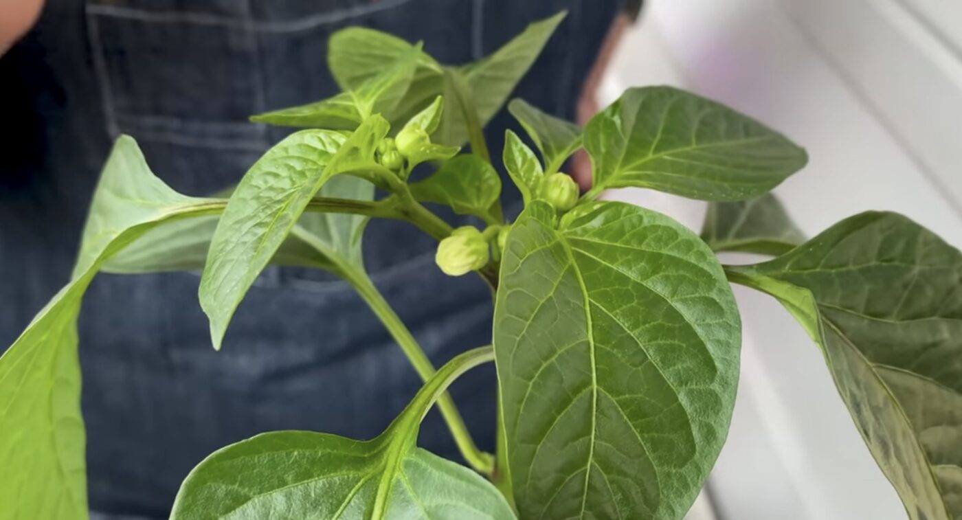 Як вирощувати болгарський перець у квартирі