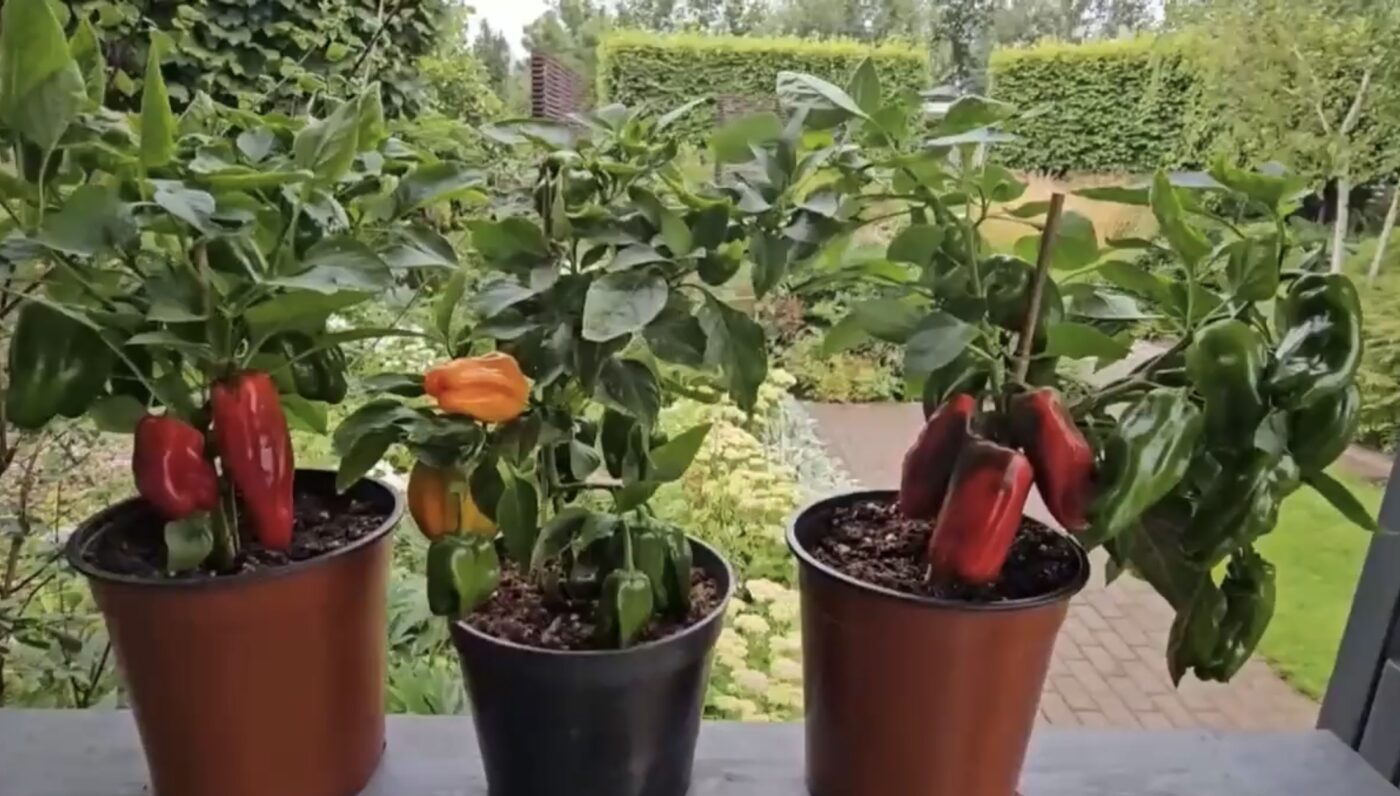 Як вирощувати болгарський перець у квартирі