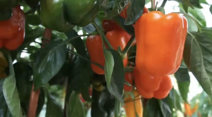 Збираю перець у квартирі майже цілий рік: 2 головних правила формування кущів для вирощування у квартирі Господині розповіли, як вирощувати болгарський перець у квартирі
