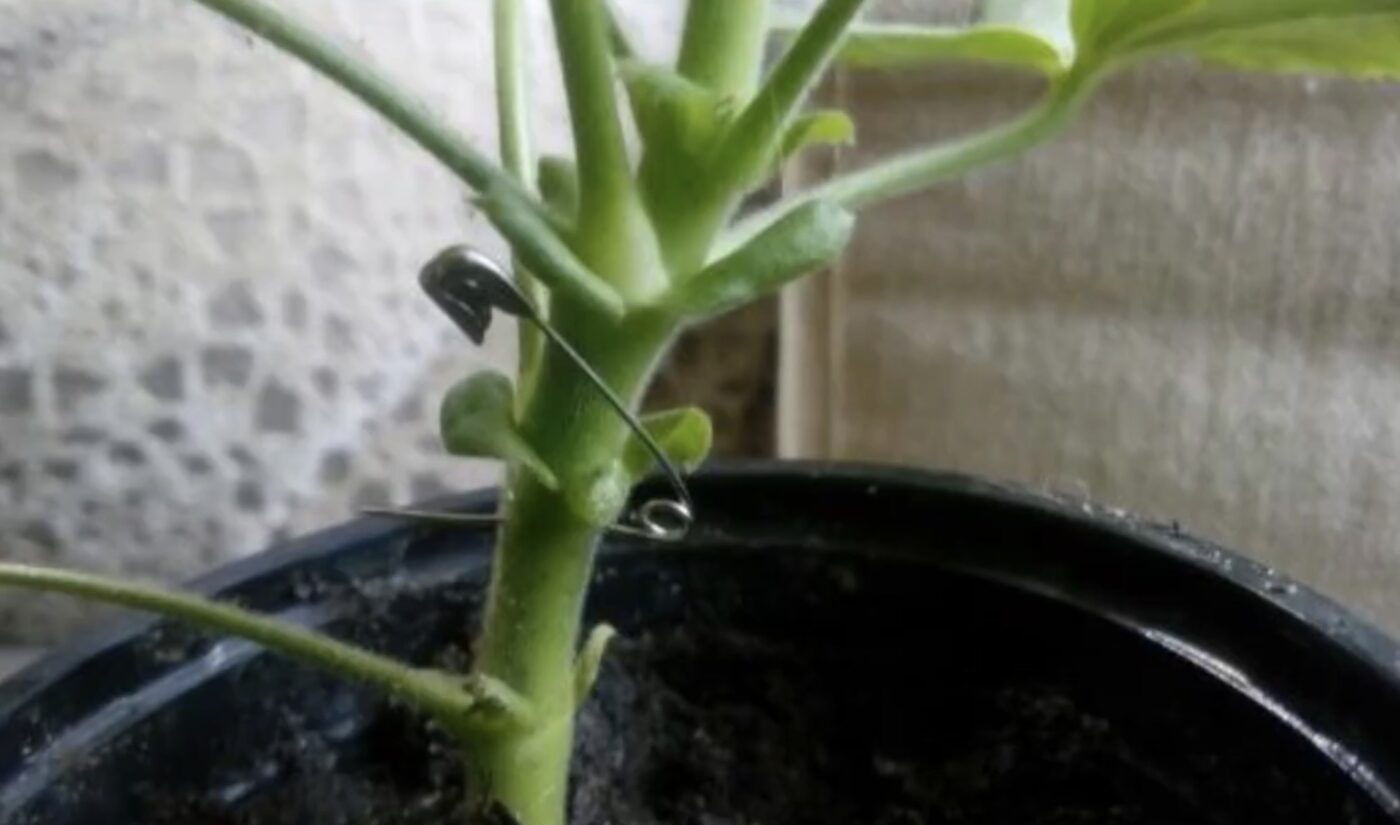 Що зробити із геранню, аби відновити цвітіння