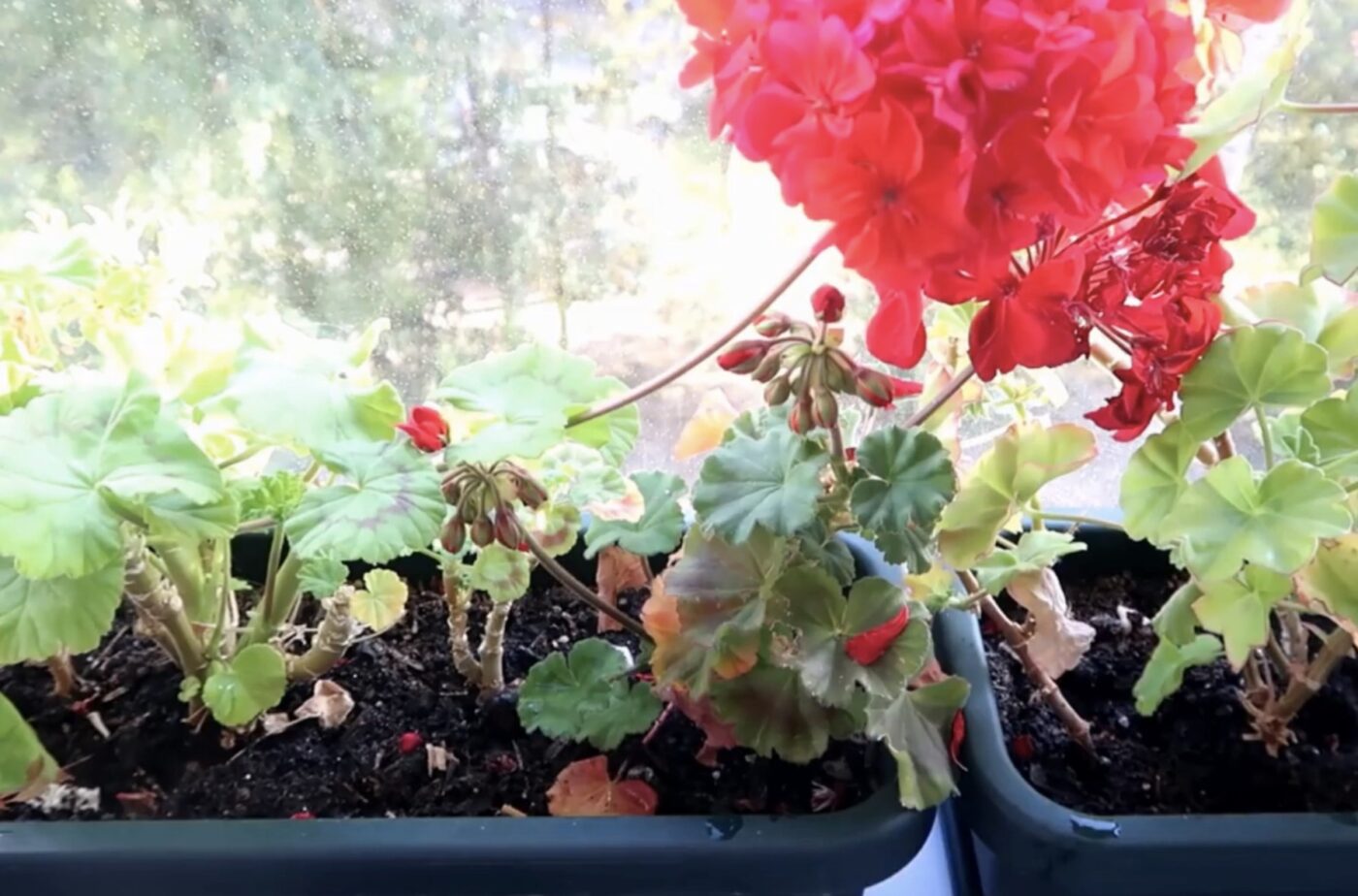 Що зробити із геранню, аби відновити цвітіння