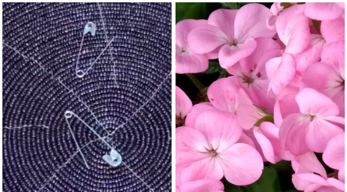 Герань покриється пишними квітами: всього 1 булавка робить чудеса – підслухала це в магазині квітів Квітникарі розповіли, що зробити із геранню, аби відновити цвітіння