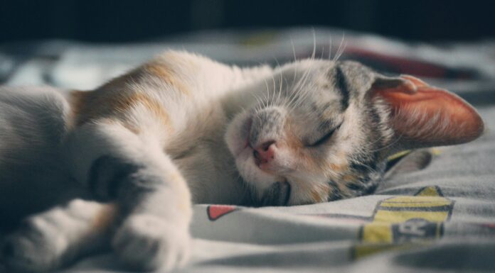 Кладу в наволочку 1 віточку – і не кручусь цілу ніч: сон прекрасний, а вранці встаю без будильника Спеціалісти показали, який натуральний засіб покращує сон