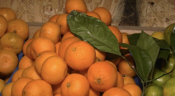 Тільки 1 “індикатор” покаже, чи варто брати мандарини: тепер знаю, де солодкі, а де кислі плоди Експерти розповіли, як обрати солодкі мандарини