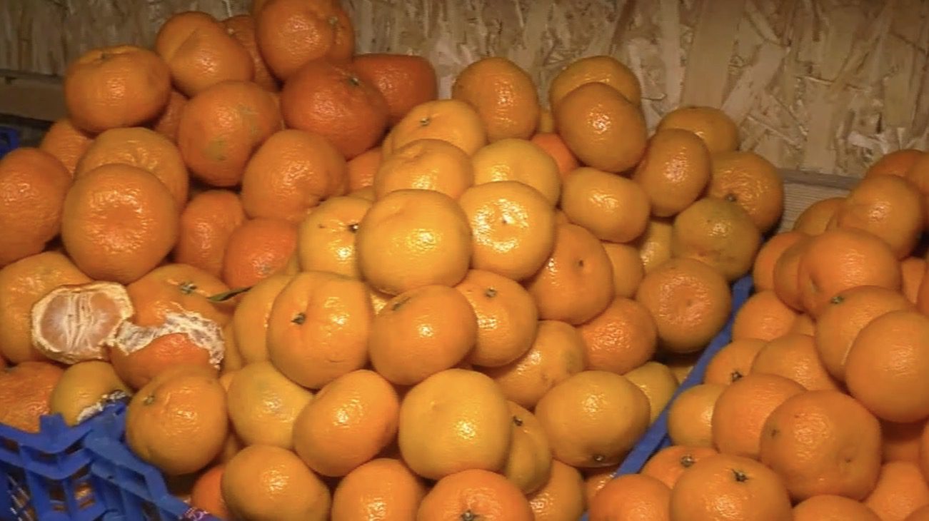 Як обрати солодкі мандарини Як обрати солодкі мандарини