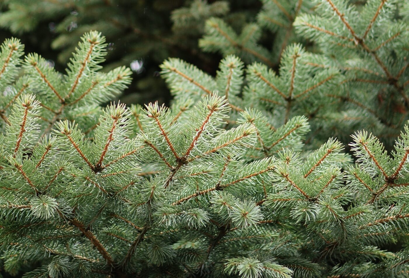 Як зробити, аби штучна ялинка мала запах свіжої