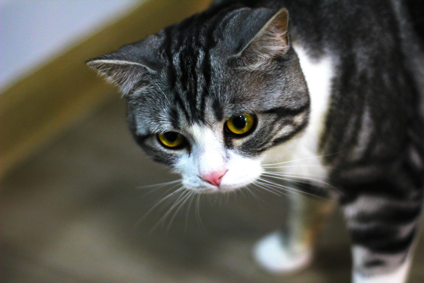 Скільки коти можуть пам'ятати свого господаря Скільки коти можуть пам'ятати свого господаря