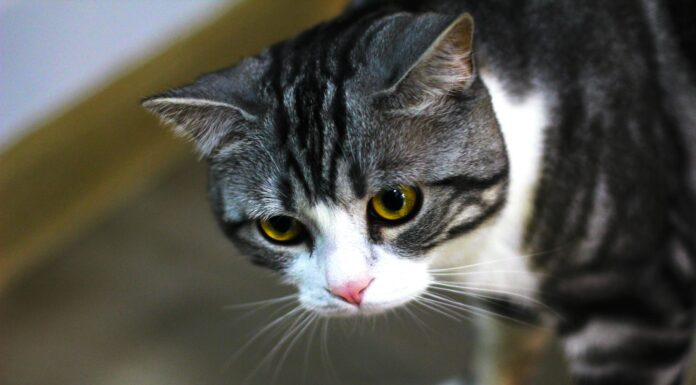 Що робити, якщо кіт вліз в клей проти тарганів: порядок дій – вкрай важливий Господиня показала, як врятувати кота від клею для тарганів