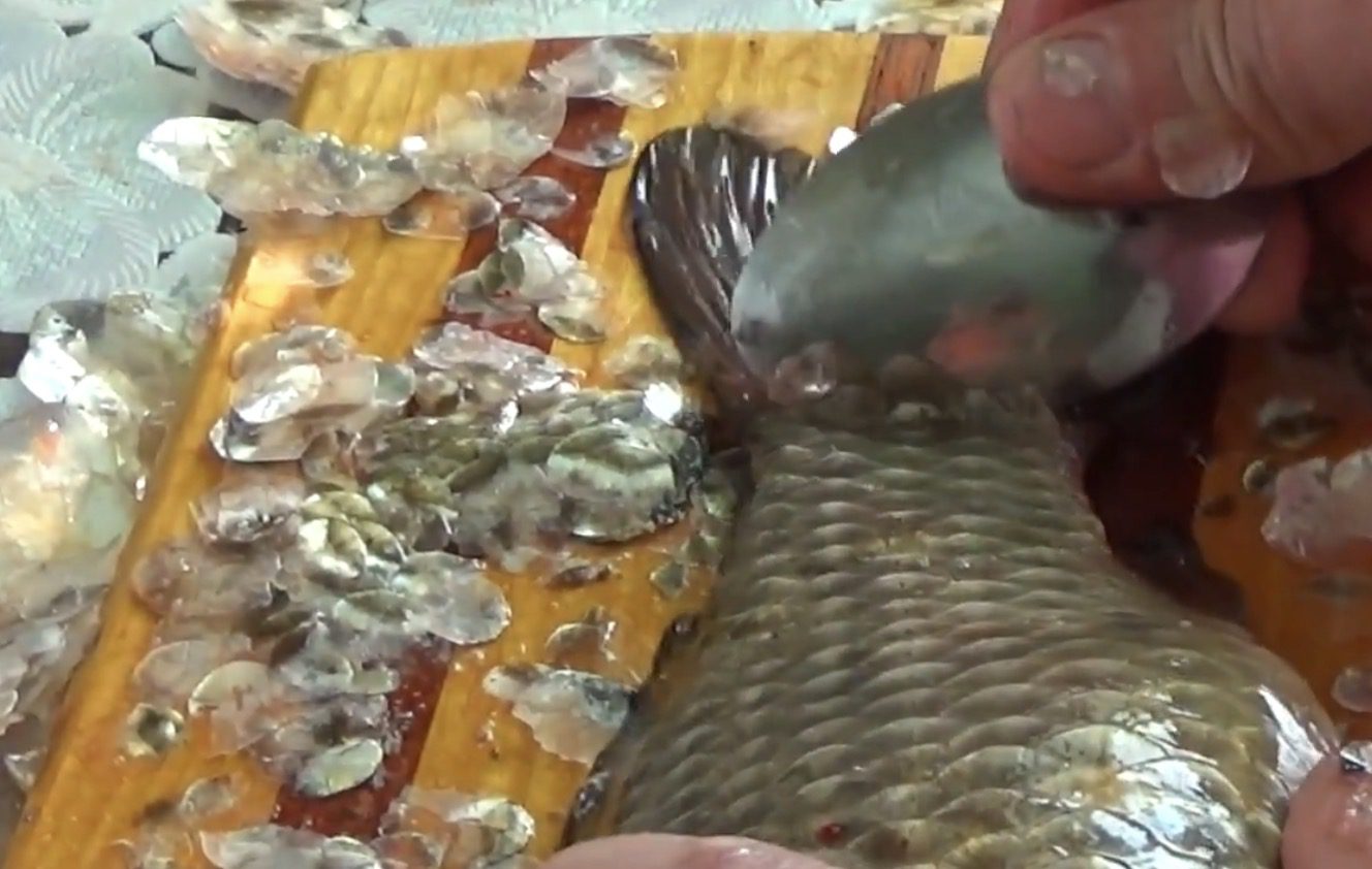 Як за допомогою ложки швидко почистити рибу