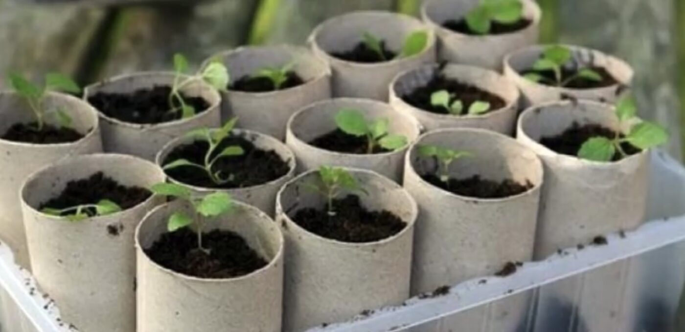 2 цікаві способи використання туалетного паперу