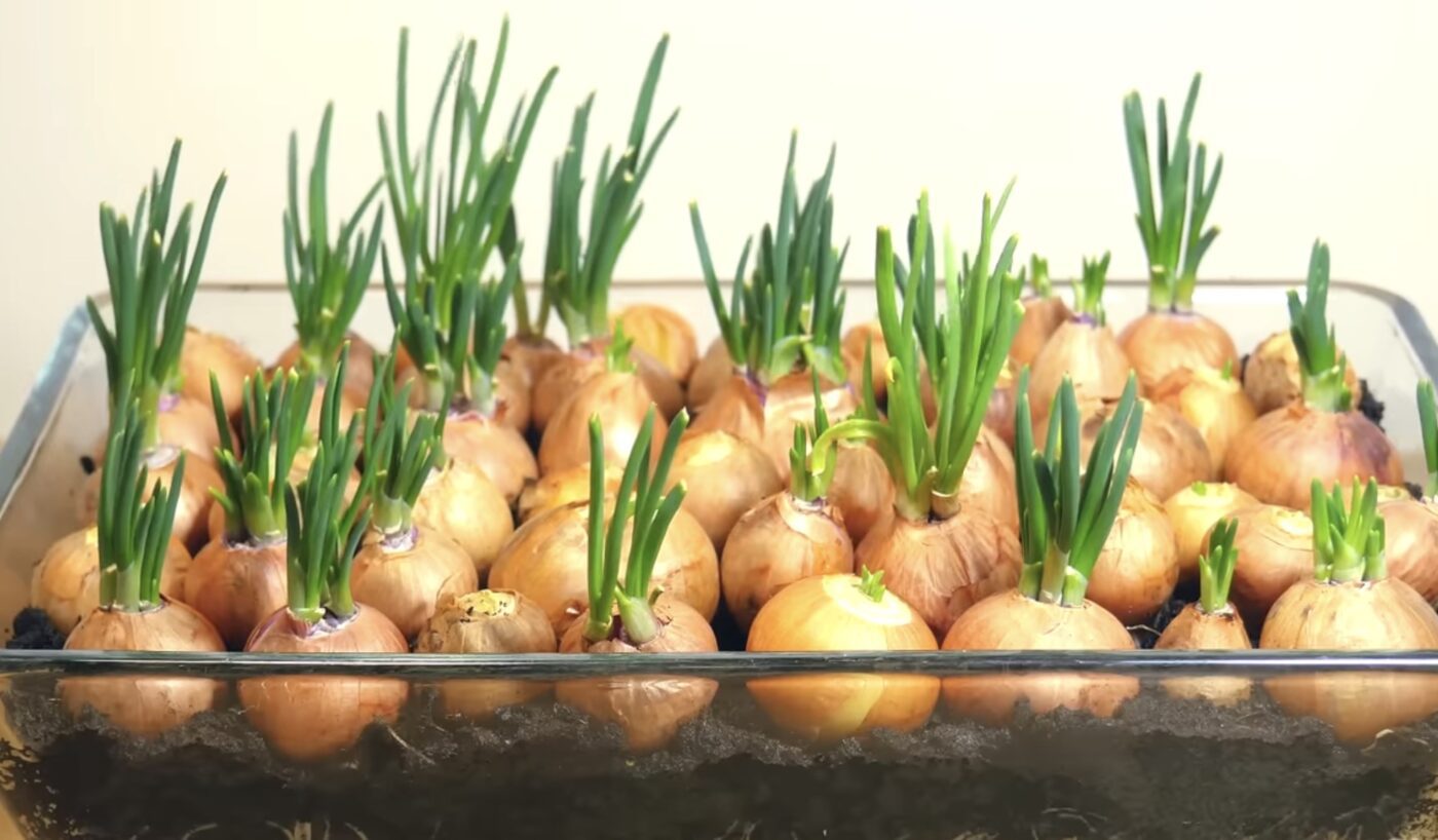 Який сорт цибулі підходить для вирощування на підвіконні