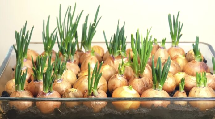 Не викидайте пророслу цибулю: всього 1 правильна дія перетворить її на безкінечне джерело зеленого пір’я Господині показали, як посадити пророслу цибулю на зелень