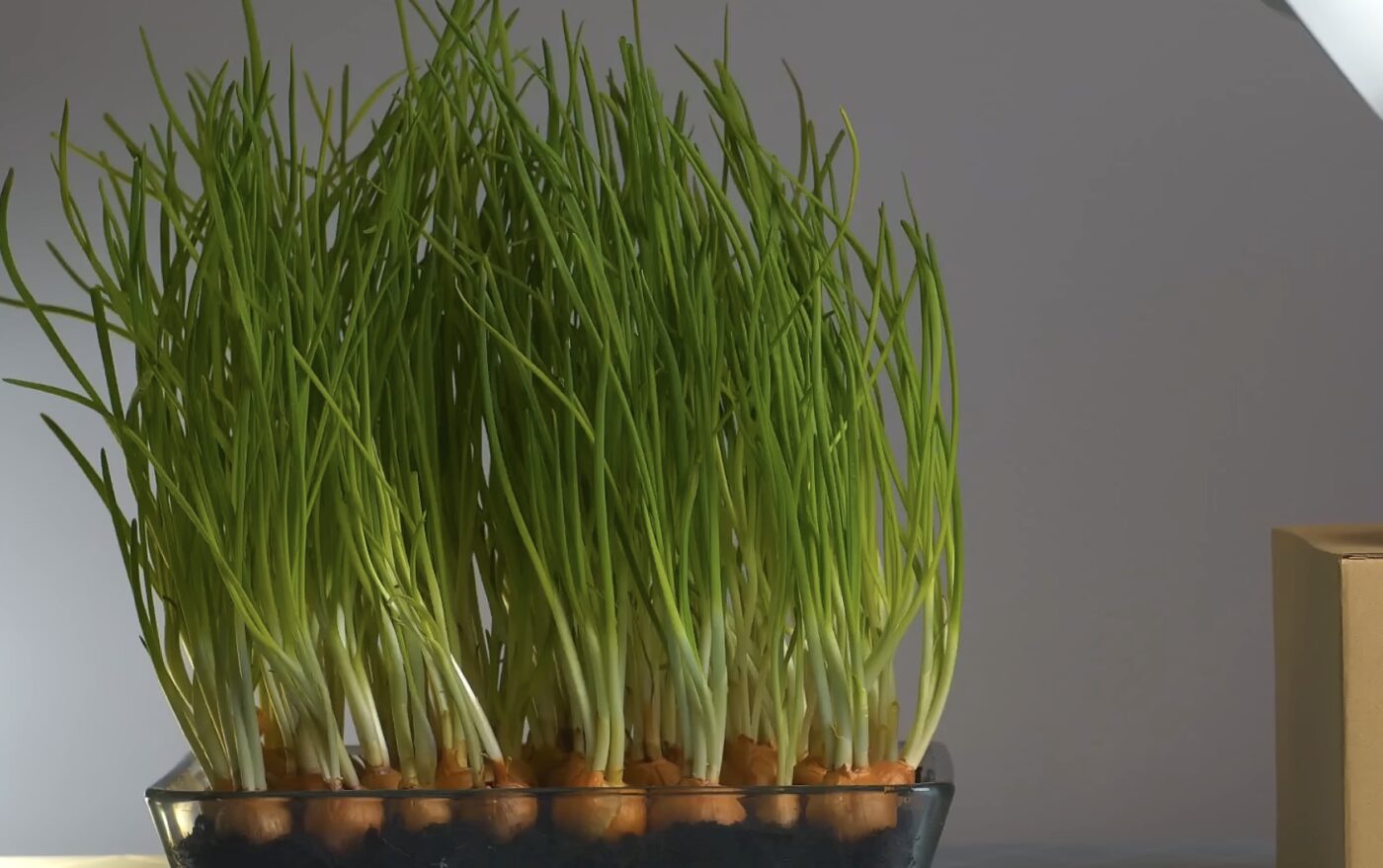 Який сорт цибулі підходить для вирощування на підвіконні