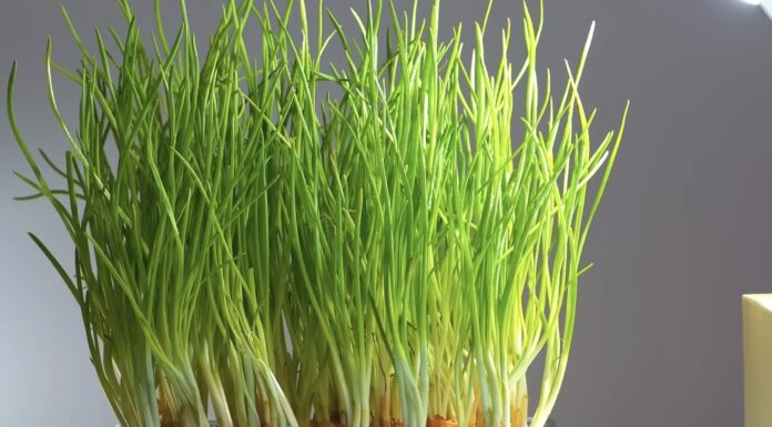 Господині розповіли, який сорт цибулі підходить для вирощування на підвіконні