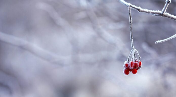 Господарі показали, як визначити, якою буде зима та чи чекати на гарний урожай