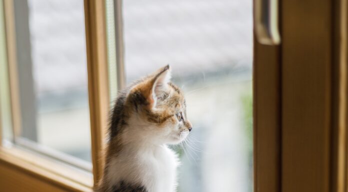 Старий сільський метод спрацював: вікна утеплюю від протягів без витрат – у квартирі на 3 градуси тепліше Спеціалісти розповіли, як утеплити оселю простим методом