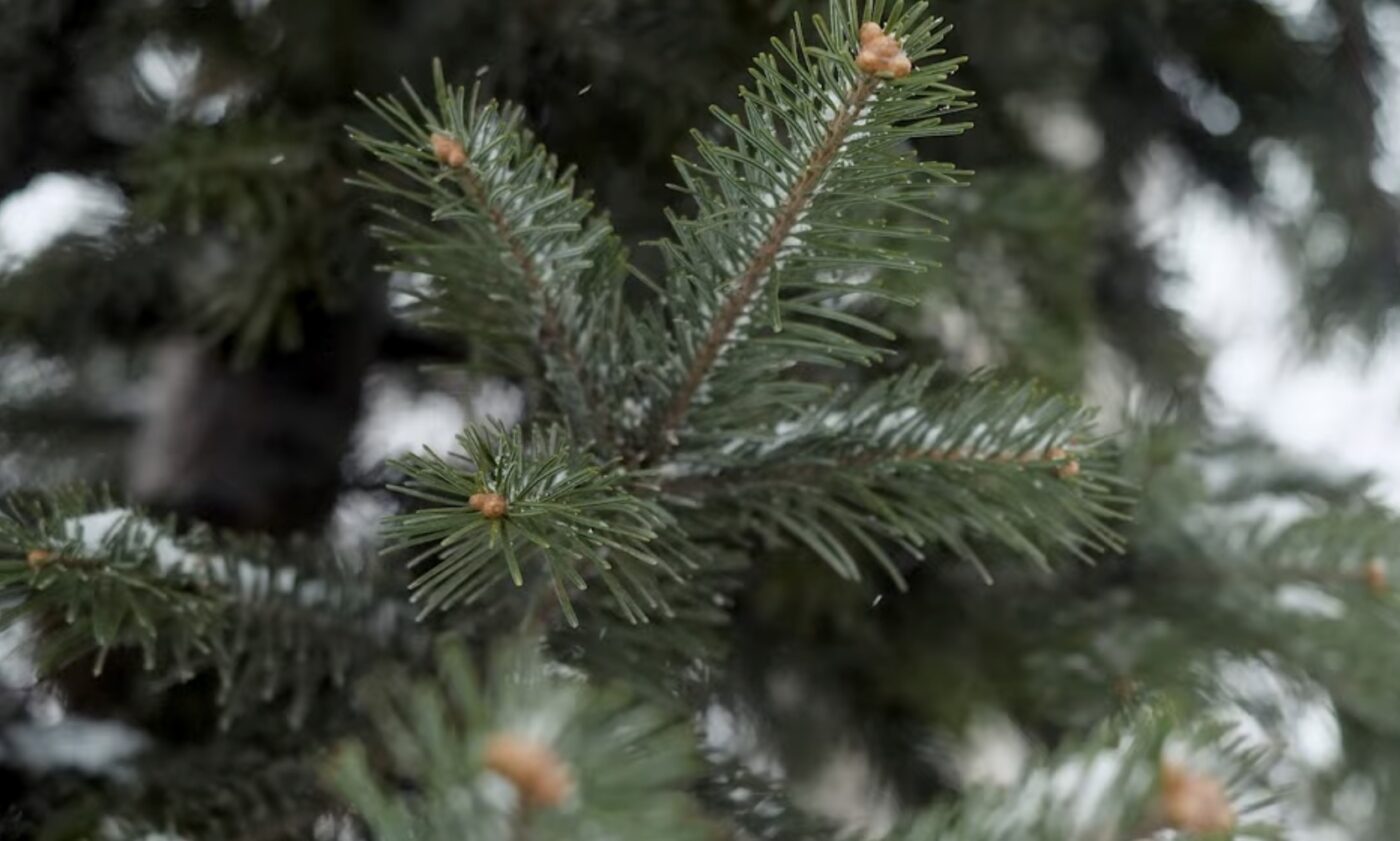 Коли треба викидати ялинку за новим стилем