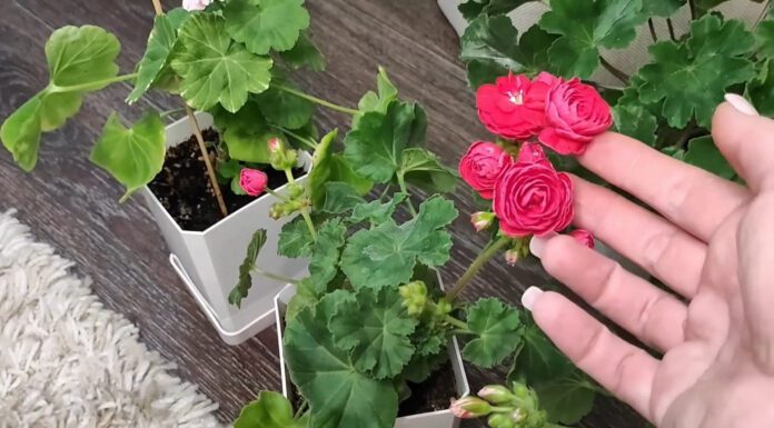 Навіщо витрачатися на хімію? Всього 2 краплі йоду з водою змусять вашу герань цвісти навіть у люті морози Квітникарі поділилися підживленням герані для рясного зимового цвітіння