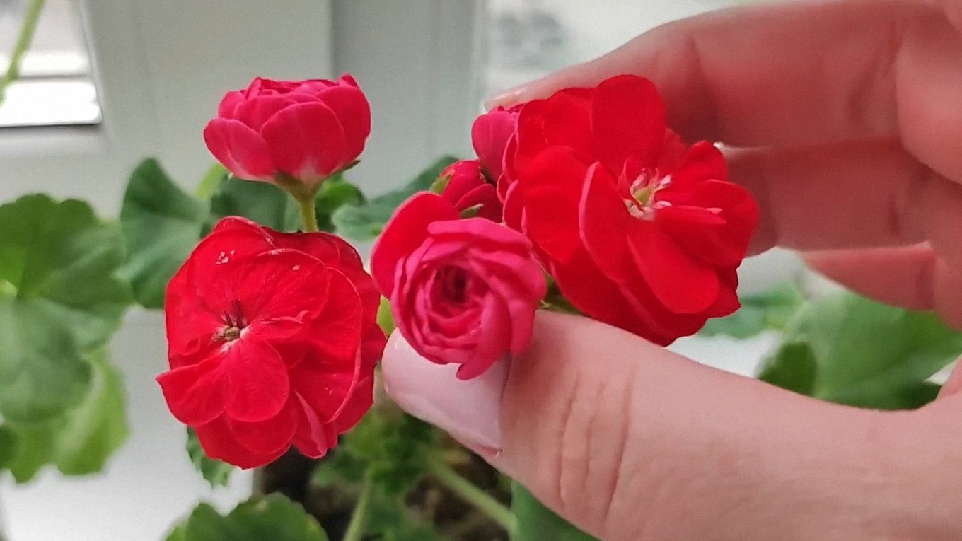 Господині показали, як доглядати за геранню та пеларгонією, щоб вони квітнули навіть взимку