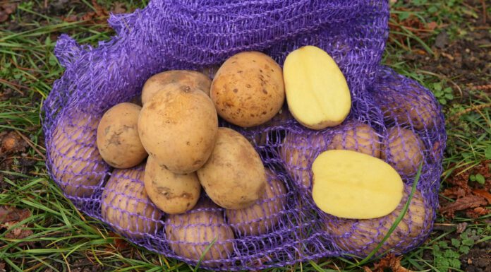 Батько в селі з ранніх сортів картоплі саджає лише 1: кожен кущ дає 5 кг бульб і не боїться жуків Городники розповіли про врожайний ранній сорт картоплі зі стійкістю до жука