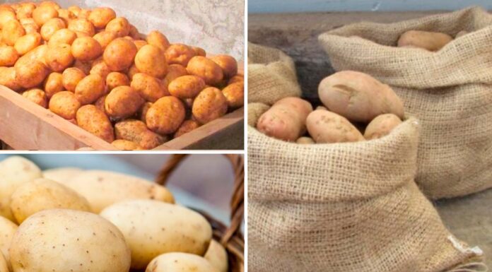 Знайшла 1 ідеальний спосіб зберігання картоплі у квартирі: не гниє і не проростає – неначе щойно з грядки Як зберігати картоплю, щоб не проросла та не згнила