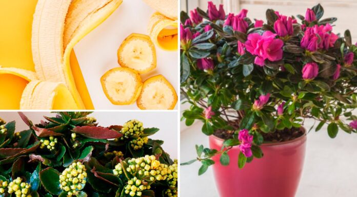 Які кімнатні рослини треба підживлювати взимку