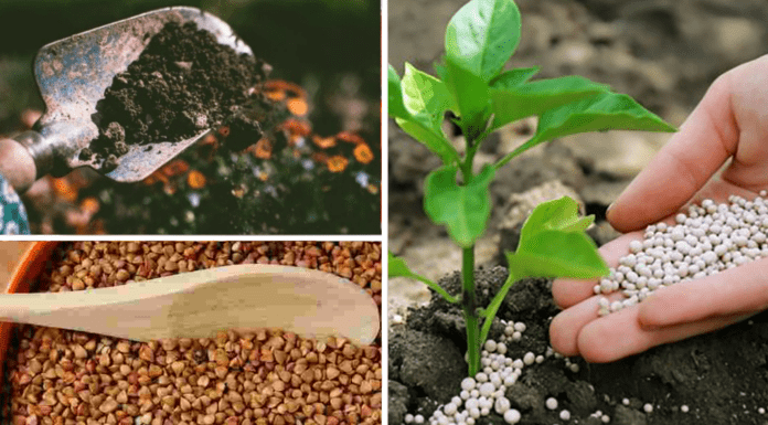 Знайшла 1 пачку старої крупи в коморі, але не викинула: понесла на город та розсипала на грядці – це корисно Як підживити грядки крупою у грудні