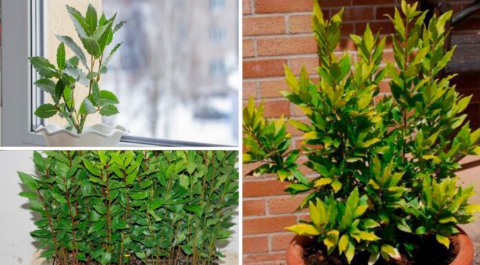 Занурила 3 зернятка лавру у горщик і поставила на підвіконня: тепер спецію не купую – листя завжди під рукою Як виростити лавровий лист на підвіконні