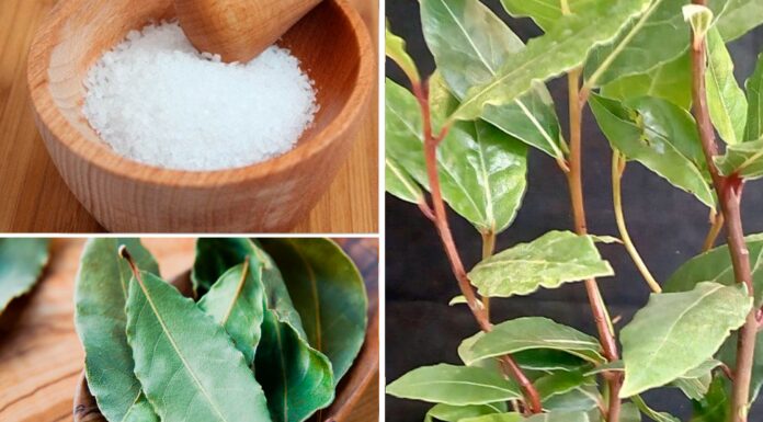 Навіщо класти сіль та лавровий лист на підвіконня