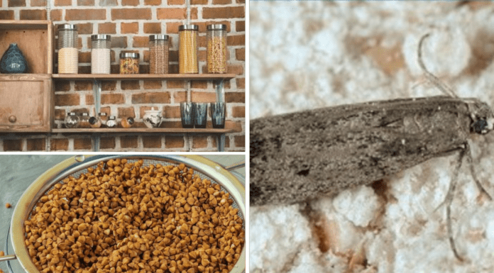 Як позбутися харчової молі на кухні