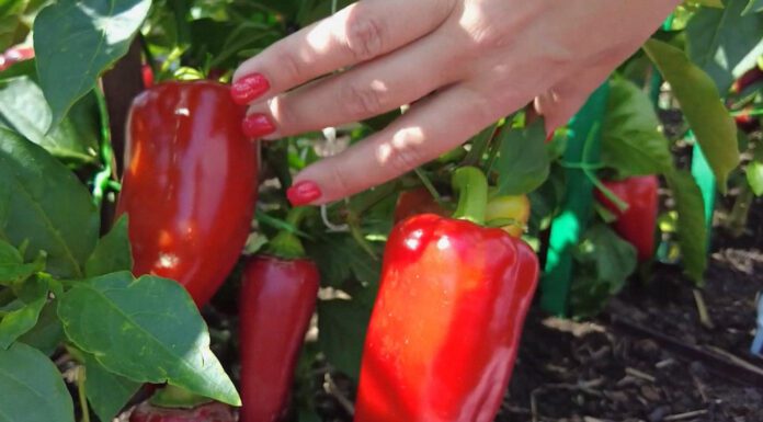 Ці 2 чудових сорти перцю фермери радять вирощувати кожному городнику: врожайні, смачні – переконалася сама Фермери назвали 2 врожайні сорти перцю для розсади у 2026 році