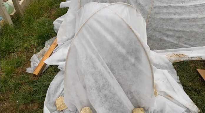 Троянди зимують без втрат: як я готую кущі, щоб їх не чіпали гризуни та морози – 3 надійні варіанти накриття Садівники показали, як правильно укривати троянди перед холодами