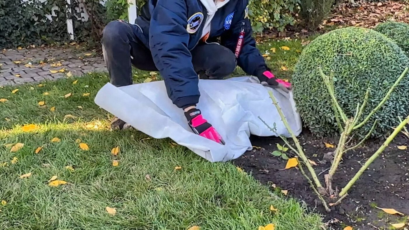 Повністю накривайте троянди лише після настання стабільних морозів