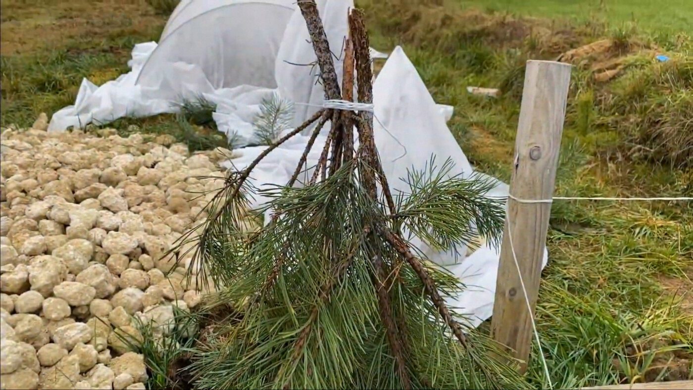 Лапник гарно захищає троянди і від холоду, і від гризунів