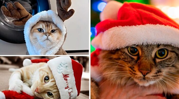 Новорічні забавки домашніх улюбленців - котиків