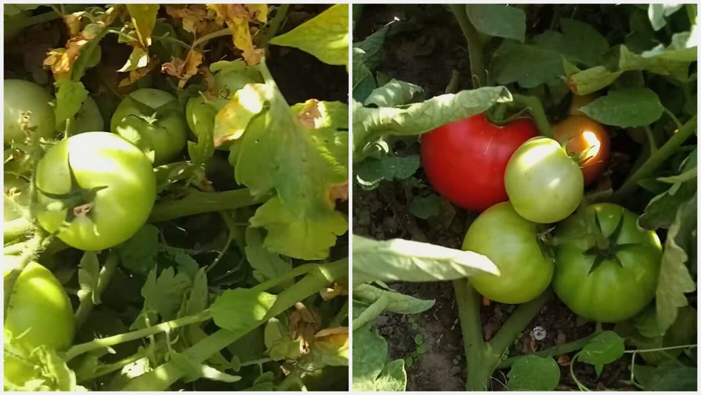 Сорт 1504 F1 дає дуже гарний врожай навіть за мінімального догляду та нестабільної погоди