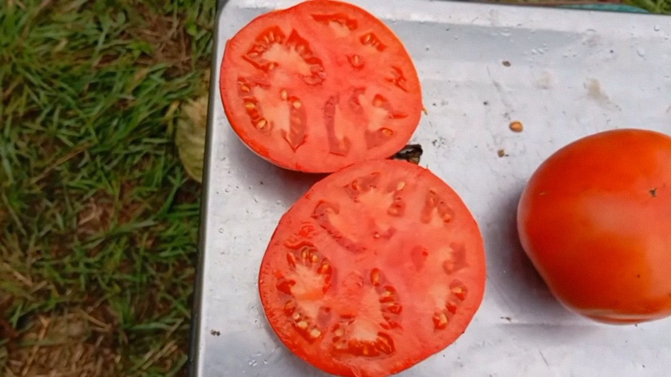 Всередині томати 1504 F1 дуже м'ясисті, соковиті та смачні, тому соуси для піци чи пасти з них виходять ідеальні