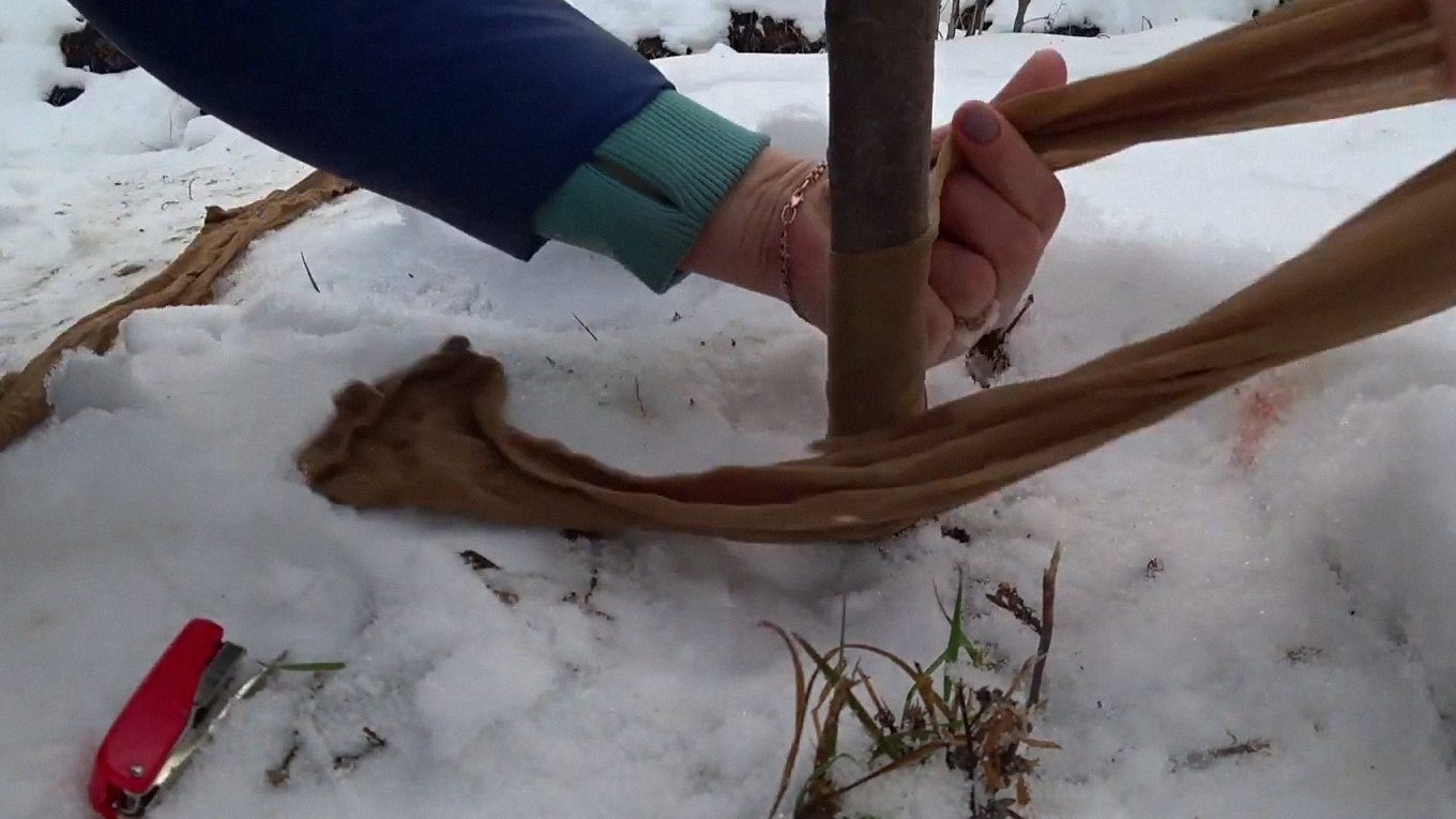 Садівники показали, як захистити стовбури дерев від зайців і гризунів узимку