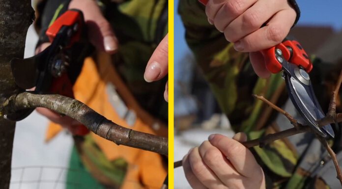 Формую грушу правильно з першого року: як виростити компактне дерево та збирати 5-7 мішків урожаю щороку Садівники пояснили, як правильно формувати грушу для гарного врожаю